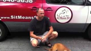 Sit Means Sit Remote Dog Collar