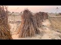 طريقة حصاد السمسم مزرعة الاستاذ عبدالله العجلاني 