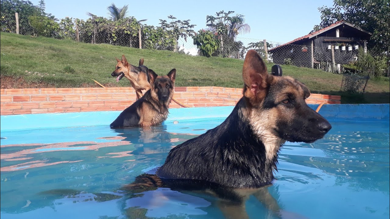 filhotes de pastor alemão com 4 meses/ filhote com berne/ ficaremos com 3 filhotes ao invés de 2 kkk