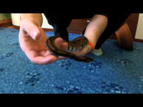 Baby Royal Python (Python regius) 6 months old