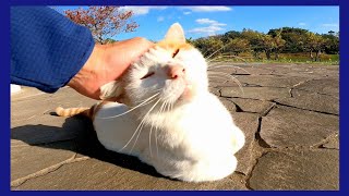 顔見たら走ってくる野良猫が可愛過ぎる
