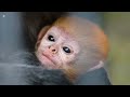 Ginger Baby of Javan Surili Monkey An Endangered Species of Old World monkey | 4K | Music