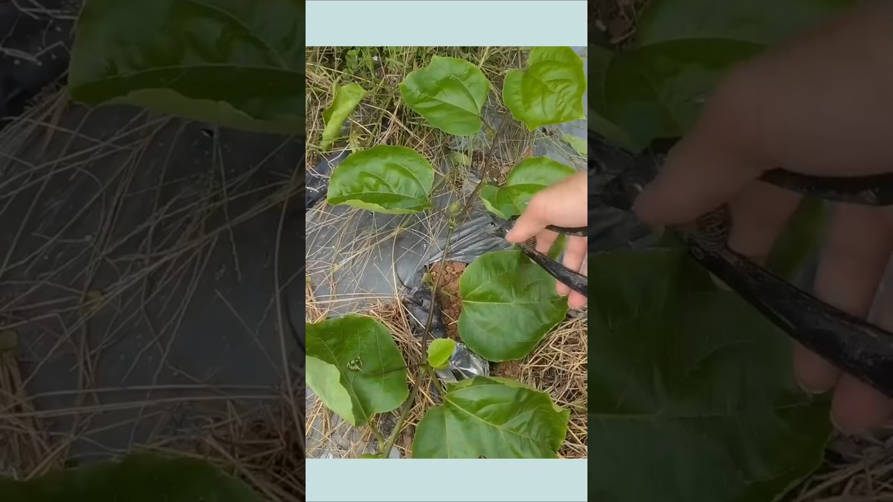 planting passion fruit using the cutting method