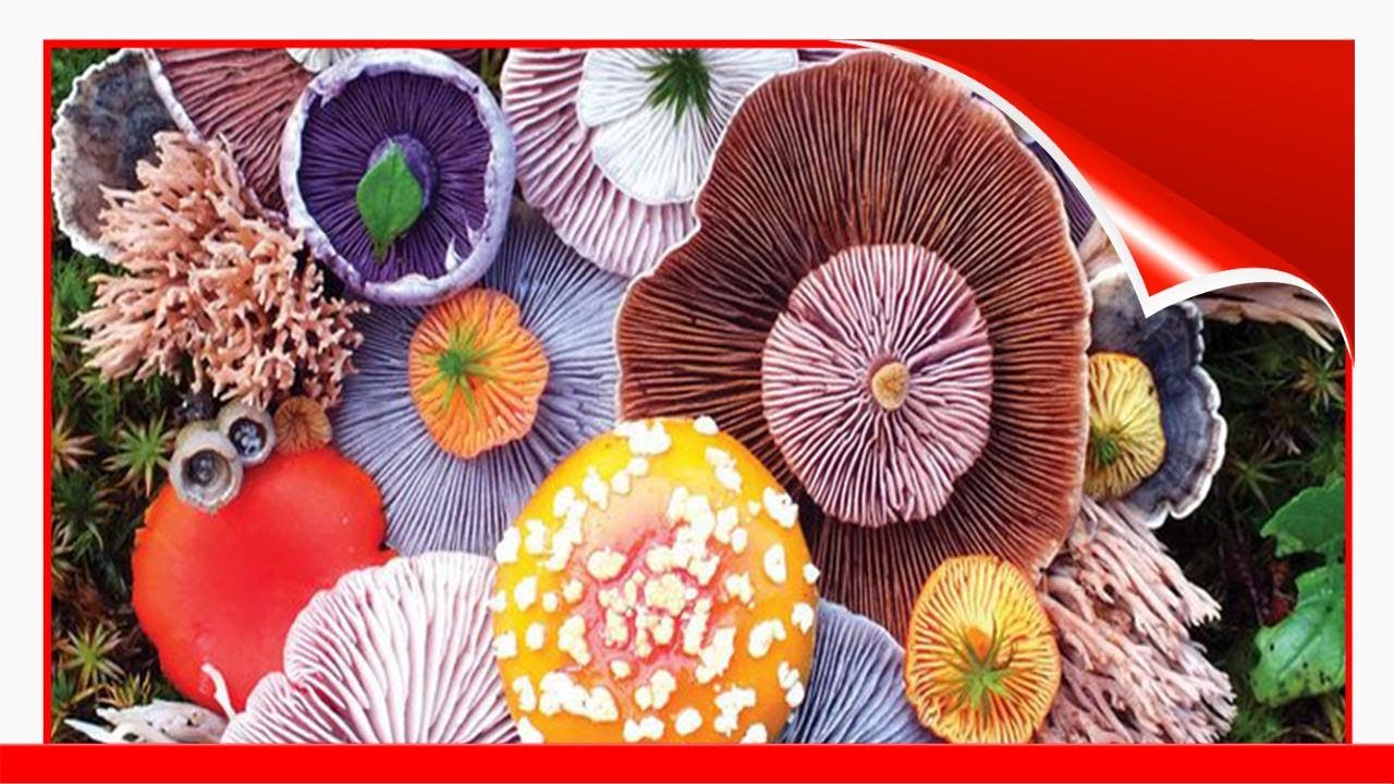 The Magical Beauty Of Mushrooms Captured By Jill Bliss 😃