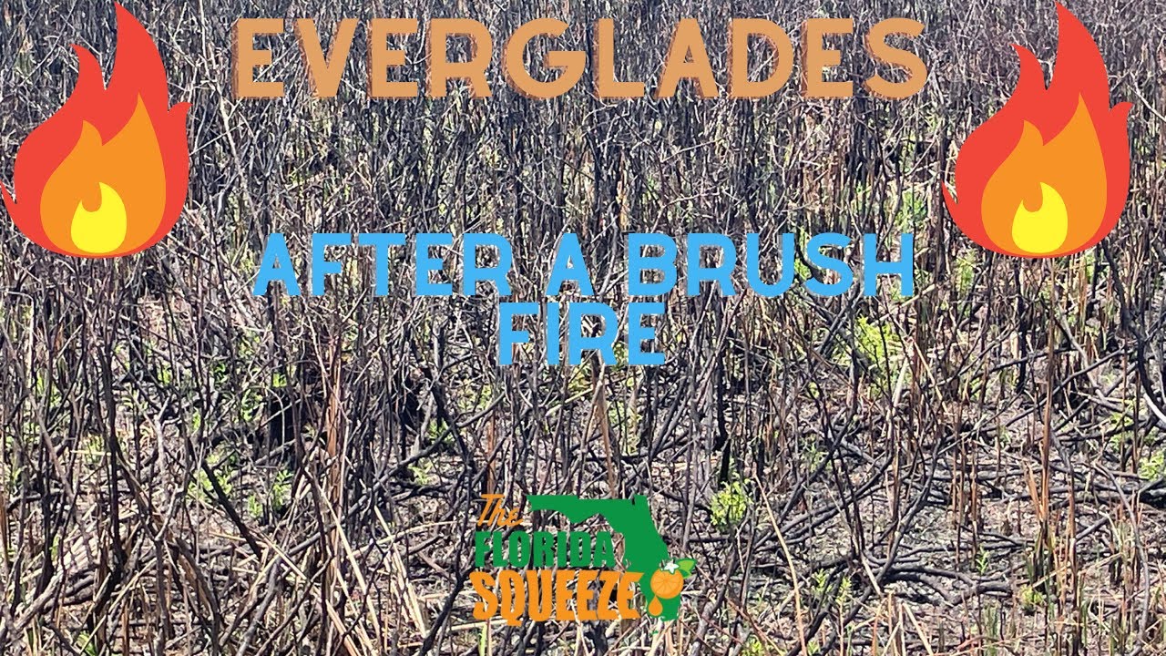 Everglades after a brush fire - YouTube