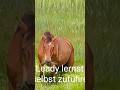 Was stimmt mit diesem Pferd nicht? #nature #animals #horse