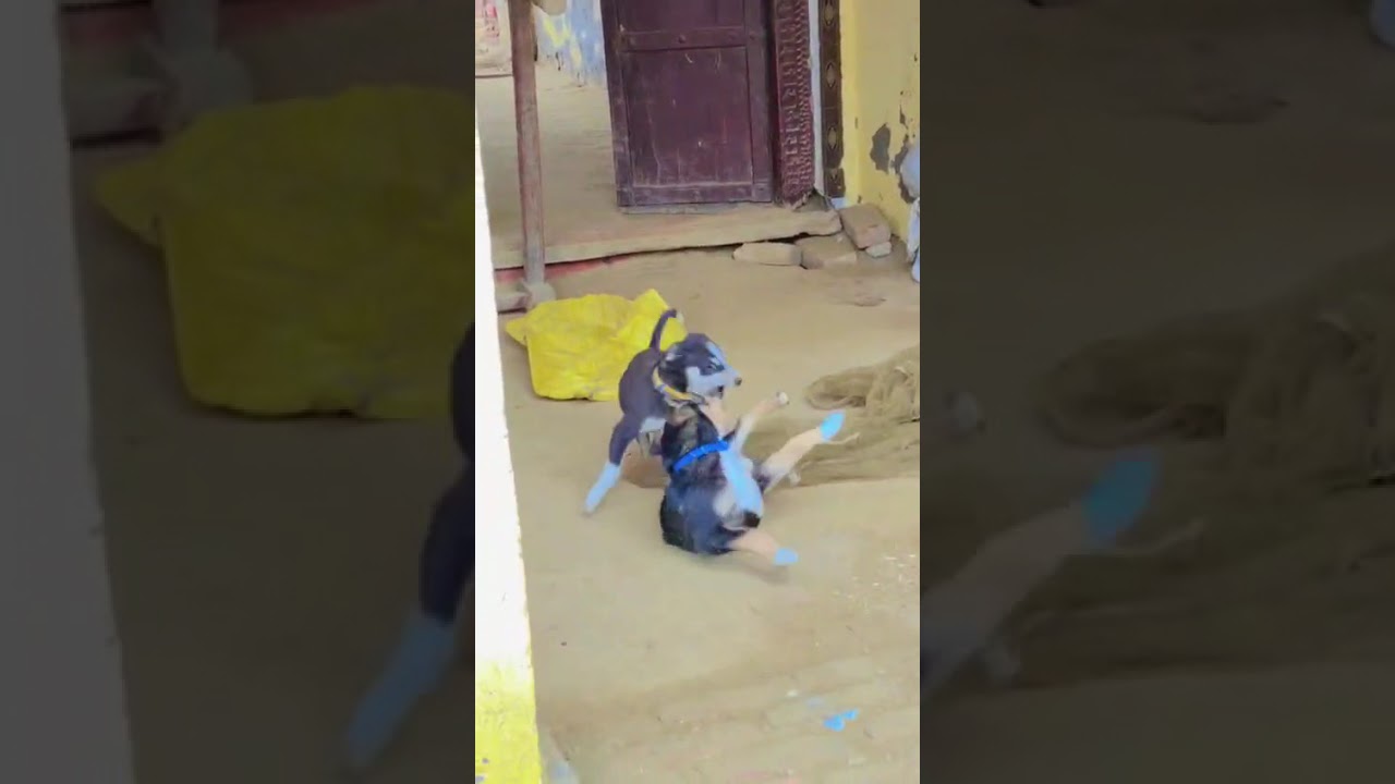 вирусное видео 