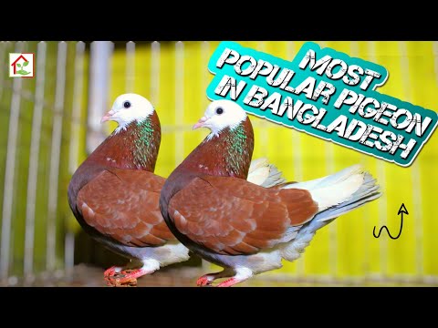 🅽🅴🆆 Most popular Pigeon In Bangladesh 👁️🌈👁️ Wonderful pigeon breed 2024
