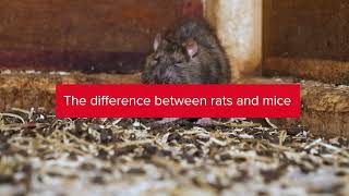 Rentokil Rats vs Mice -  tips on how to tell the difference between rodents