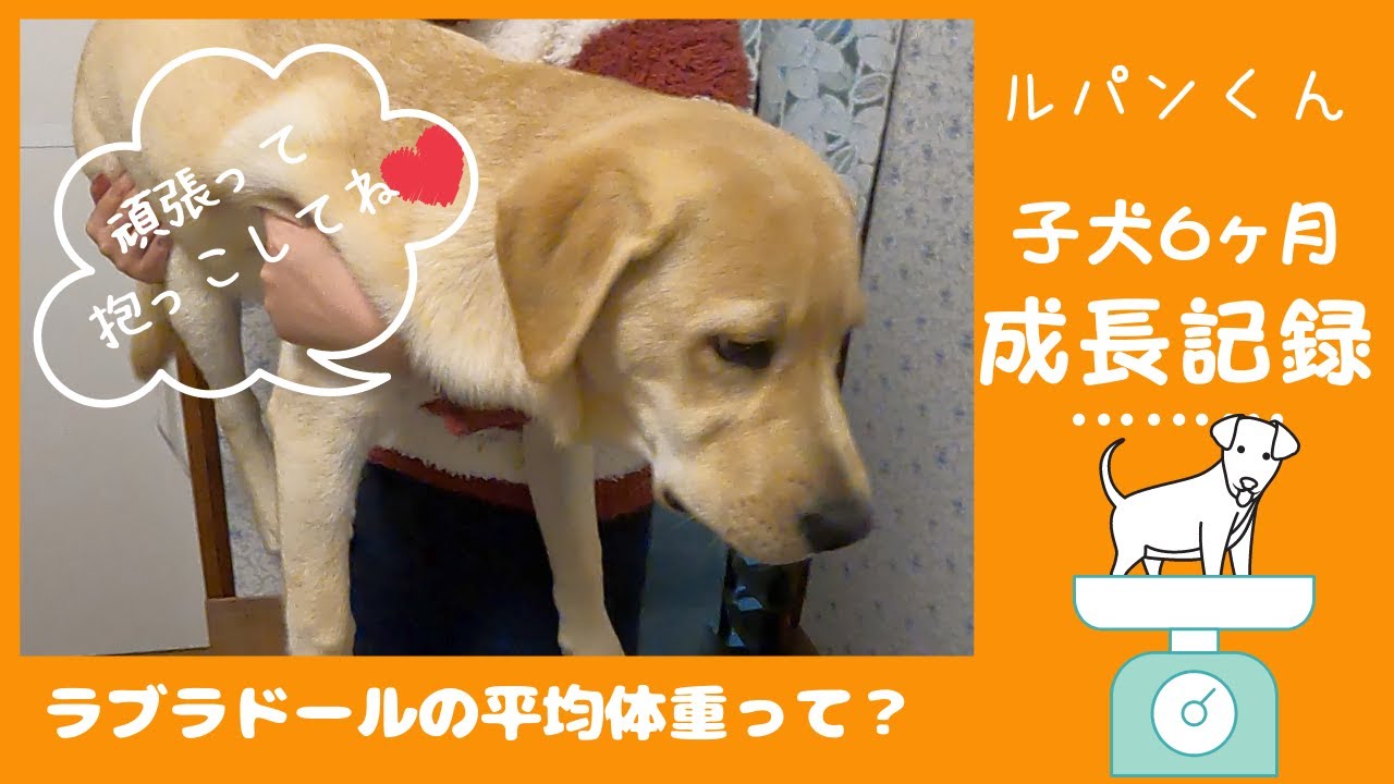ラブラドールレトリーバー 子犬 ６ヶ月成長記録 体重は 平均と比べると Youtube