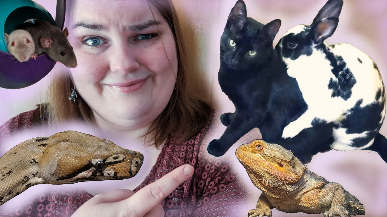Meet My Weird Animal Family | My Pets 2019 - 2020