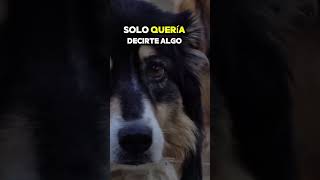 ESTE PERRO NO PODÍA CREER LO QUE ESTABA PASANDO 😂 #shorts #perro #mascotas