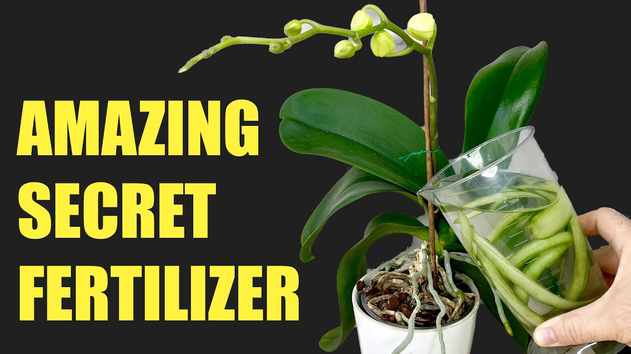 the amazing secret of orchid fertilizer (Fast and Easy)