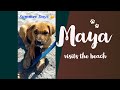 BEST Way To Enjoy The Beach!