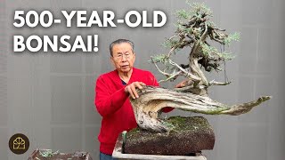 Turning a 500-Year-Old Yamadori CA Juniper into a Bonsai