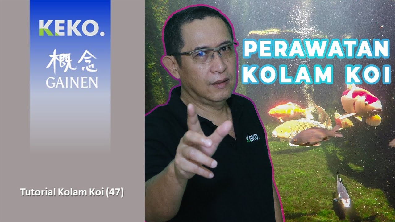 PERAWATAN KOLAM KOI | Seberapa Sering, Bagaimana Caranya? | Tutorial Kolam Koi (47)