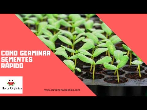 Vídeo: Propagação de canário a partir de sementes: aprenda a germinar sementes de trepadeira de canário