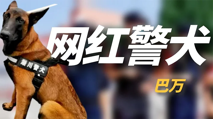 「網紅警犬」巴萬：流浪狗逆襲成公務員，網友：親眼看它考上編製 - 天天要聞