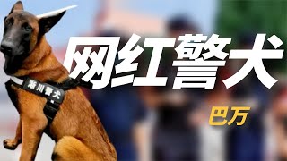“网红警犬”巴万：流浪狗逆袭成公务员，网友：亲眼看它考上编制