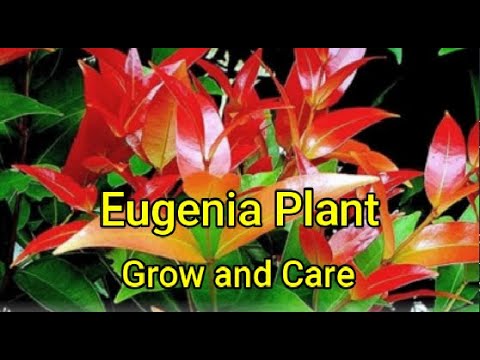 ვიდეო: Eugenia Hedge Maintenance - როდის უნდა გაჭრა Eugenia Hedges
