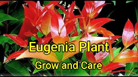 Eugenia plant: How to grow, take care and propagate