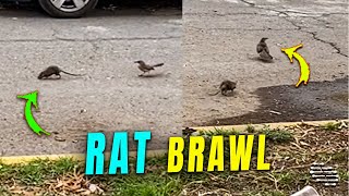 Rat and Bird Engage in a Brawl
