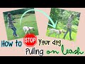 How to stop your dog pulling on leash | Amy hacks life How to stop your dog pulling on leash | Amy hacks life