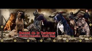 Capone De La Teutones For Sale