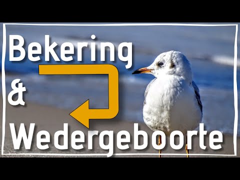 Video: Vind wedergeboorte werklik plaas?