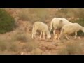 ركروكي ڤـصبة إبرد ع الڤـلب