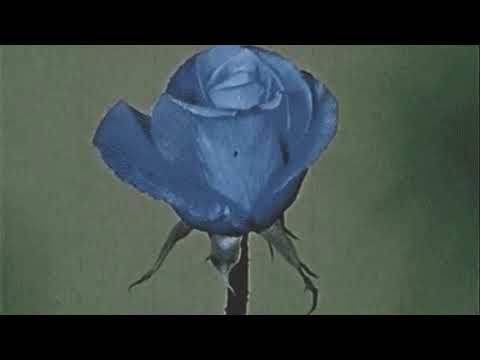 harry styles - sweet creature (slowed + reverb)