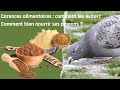 Carences alimentaires  comment les viter  comment bien nourrir ses pigeons 