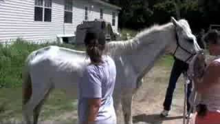 Habitat for Horses - Seizures