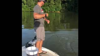 Catching Gizzard Shad with the Fitec