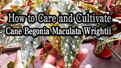 Cane Begonia Maculata Wrightii : How to Grow & Care with Special Tips & Hacks Revealed