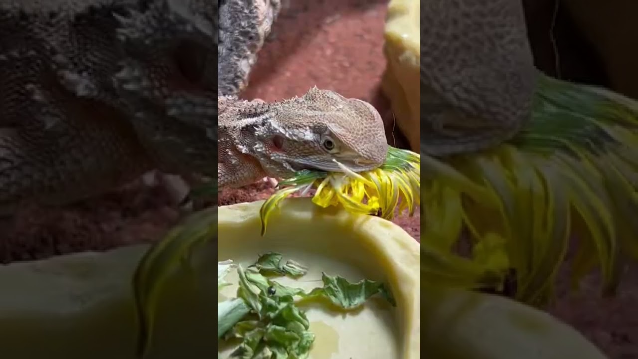 frischer Löwenzahn für meine Bartagame 🦎🥰 