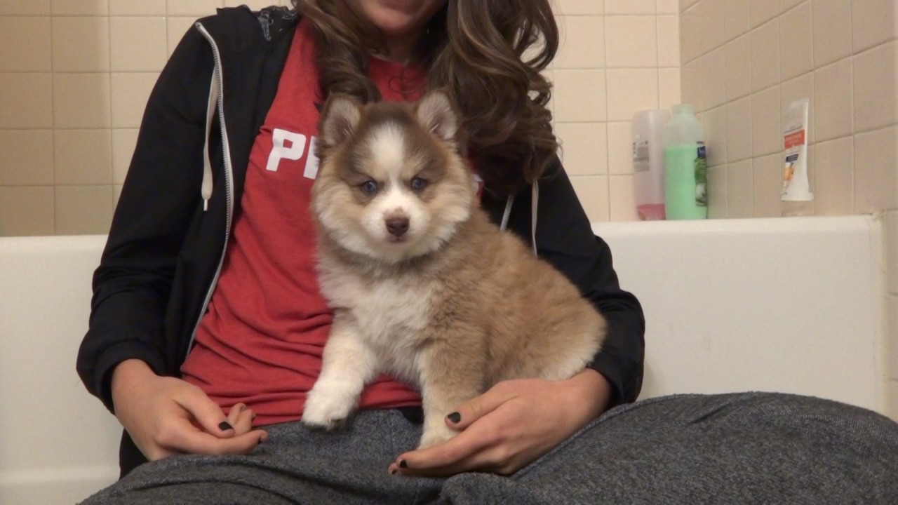 8 week old F2 Pomsky pup!! Blue eyes 