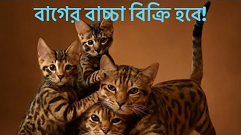 Video 11707461: bengal cats catlover, baby bengal