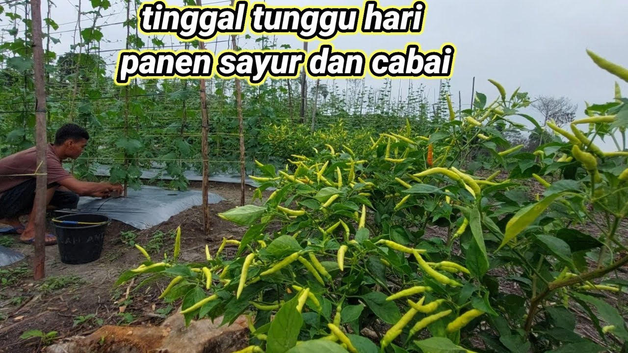 ALHAMDULILAH PERKEMBANGAN YG BAGUS,MEMUPUK TANAMAN DAN PANEN PISANG PERDANA..