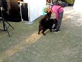 Dog happy with Music