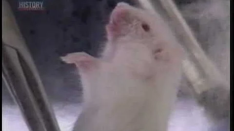 Mouse breathing water