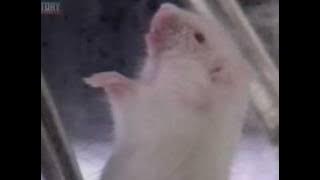 Mouse breathing water