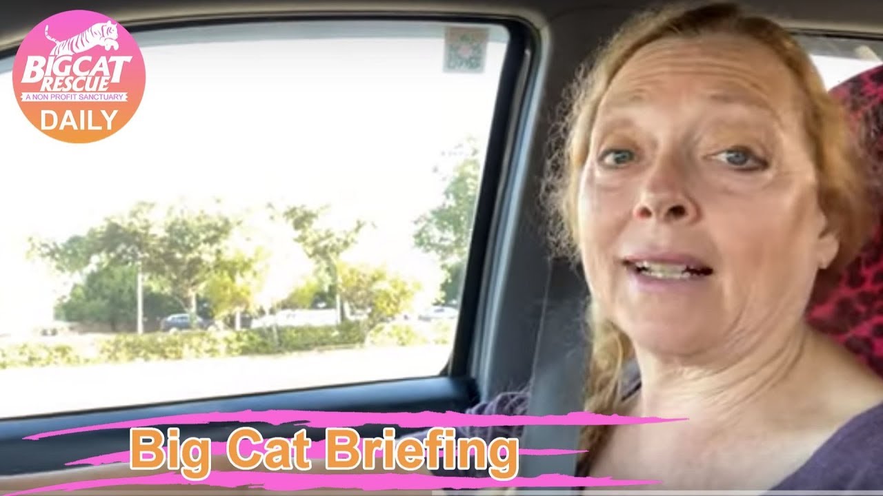 leopard print Big Cat Briefing 10 03 2019