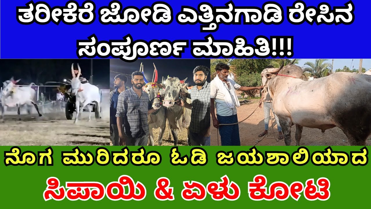 ತರೀಕೆರೆ ಜೋಡಿಎತ್ತಿನಗಾಡಿ ರೇಸಿನ ಸಂಪೂರ್ಣ ಮಾಹಿತಿನೊಗ ಮುರಿದರೂ ಓಡಿ ಜಯಶಾಲಿಯಾದಸಿಪಾಯಿ & ಏಳು ಕೋಟಿ #sipayi #race