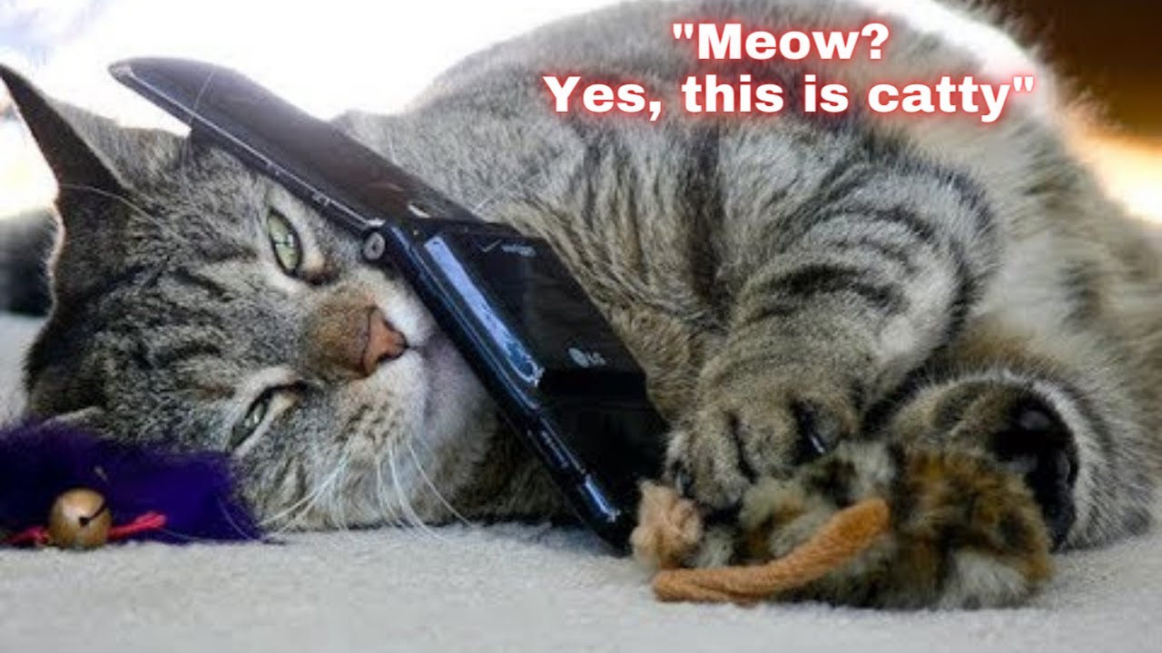 Cats answer phone calls and laugh at TELEMARKETER 😹Funny cat videos