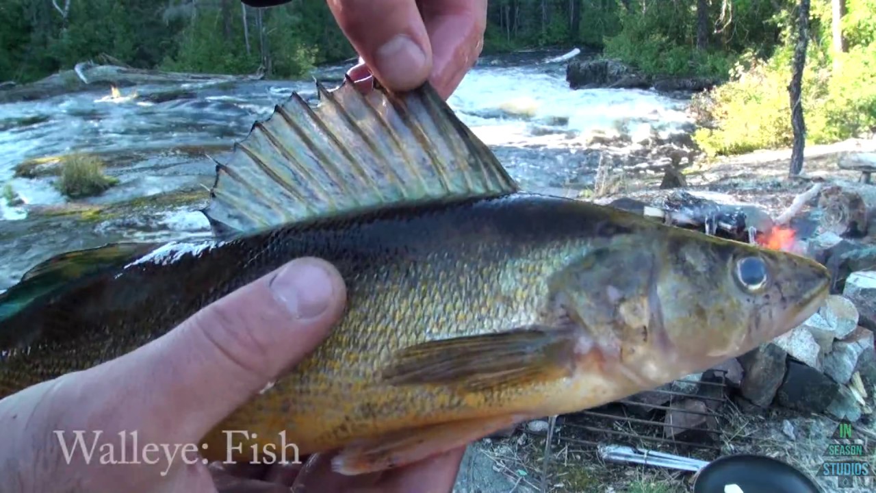 Northern Ontario Canoe Trip Kamiskotia River