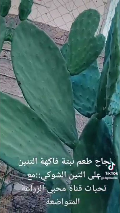 تطعيم فاكهة التنين على التين الشوكي