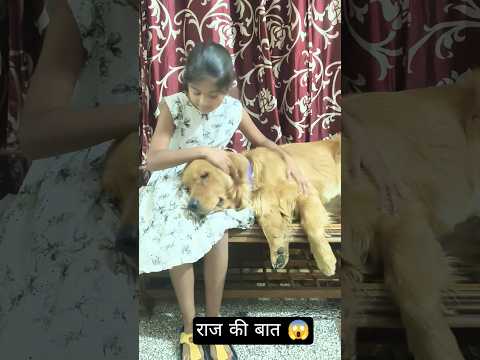 राज की बात 😱 #goldenretreivers #cuteanimals #shortfeed #funny #comedy #dogloversdog #viral#shorts