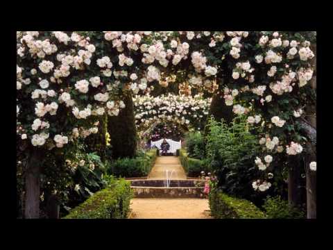 Thumbnail for Roses ideal for pergolas (climbing rose for pergola)