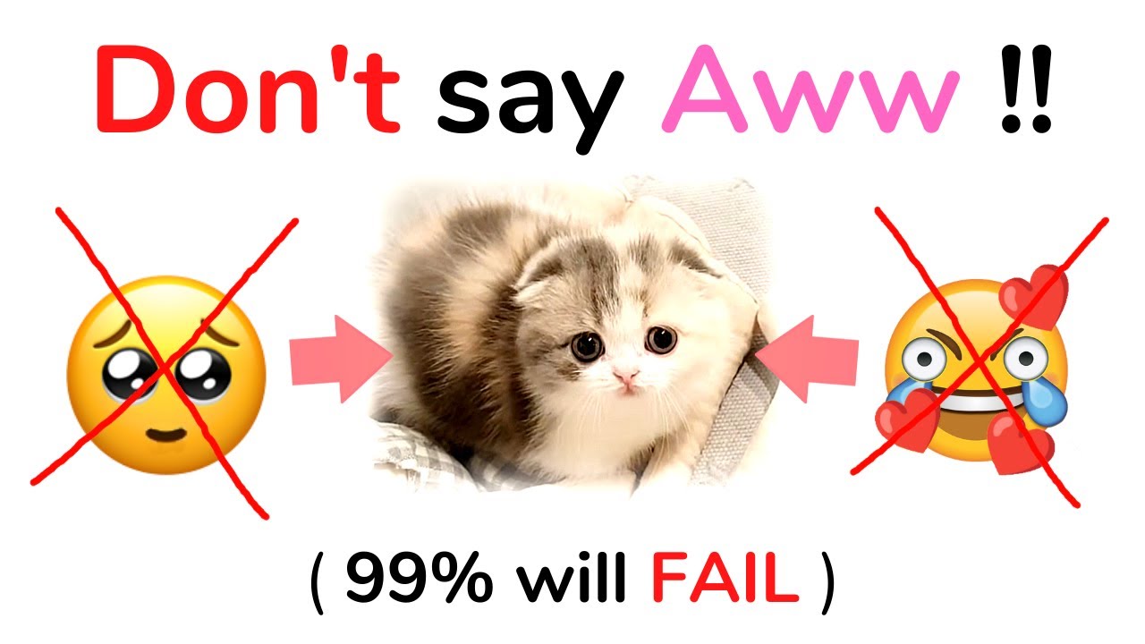 Don't say Aww while watching this video - YouTube